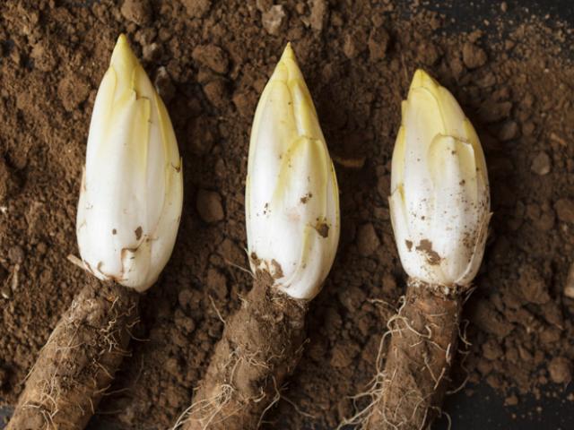 Achicoria propiedades antioxidantes y digestivas.